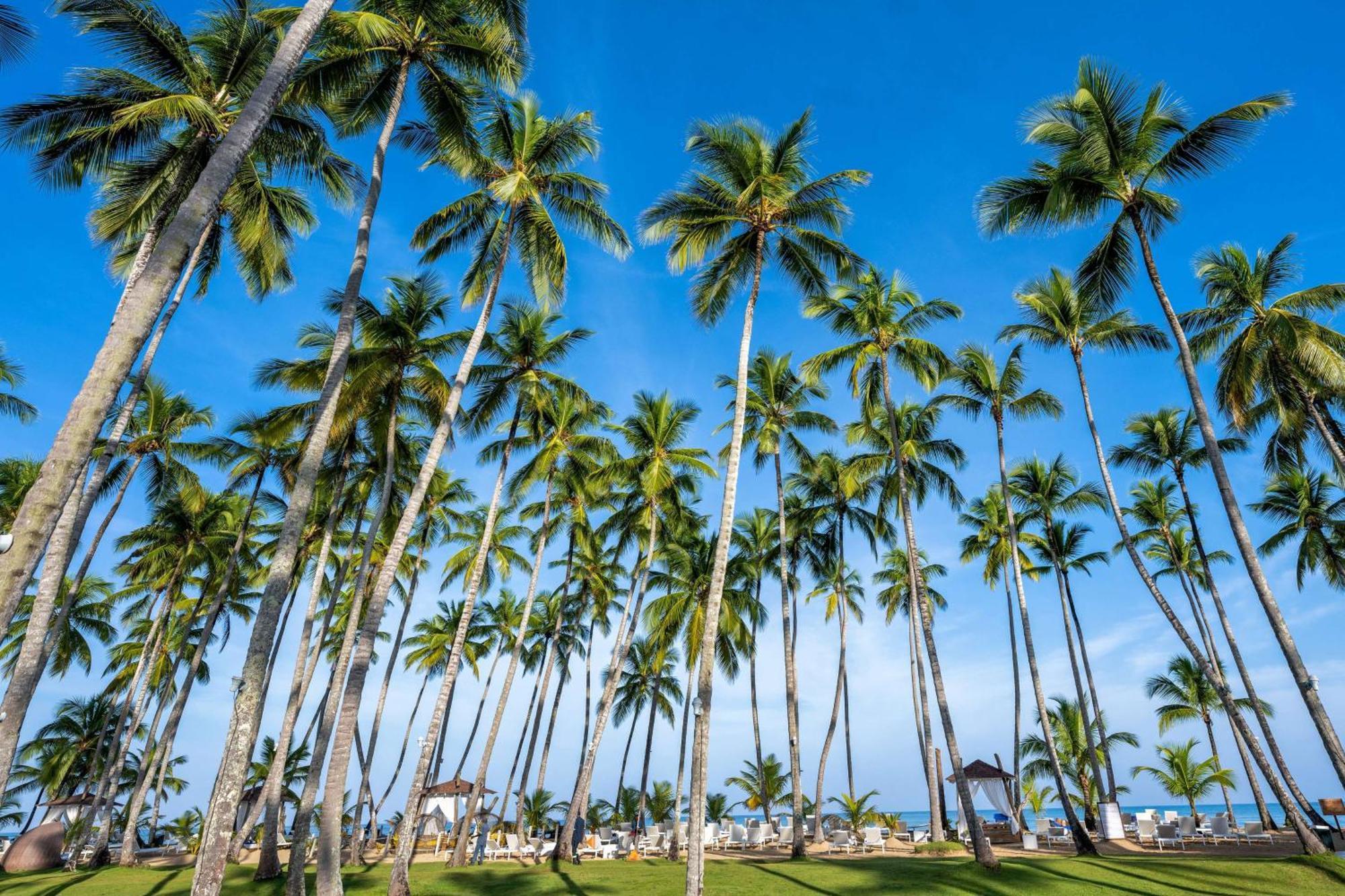 ヴィヴァ ウインダム V サマナ オールインクルーシブ リゾート【大人専用】 ラス・テレナス エクステリア 写真 Palm trees in Punta Cana