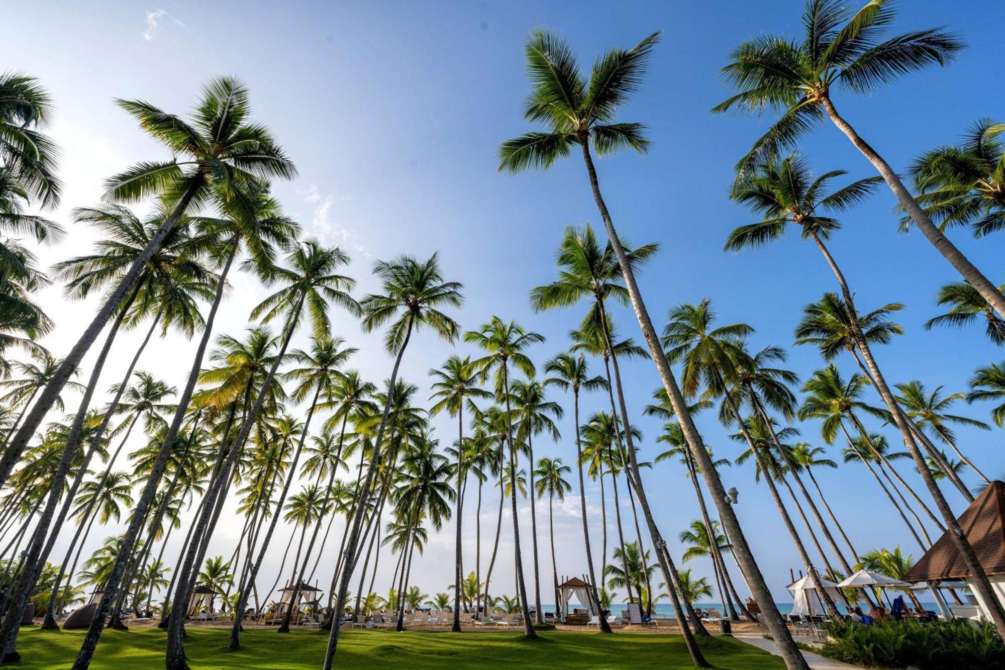 ヴィヴァ ウインダム V サマナ オールインクルーシブ リゾート【大人専用】 ラス・テレナス エクステリア 写真 Palm trees in Punta Cana